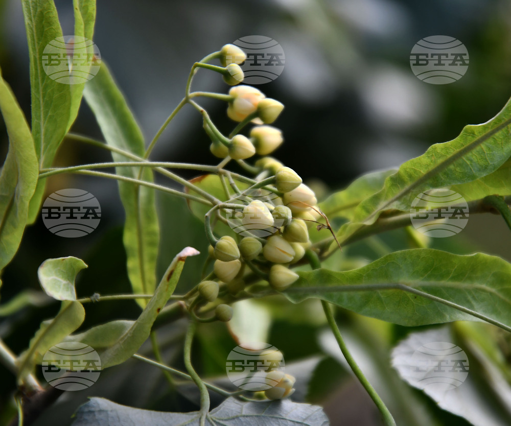 Исперих - дървета - вандализъм