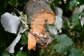 Исперих - дървета - вандализъм