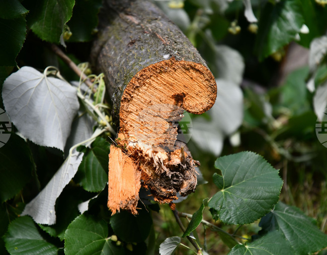 Исперих - дървета - вандализъм