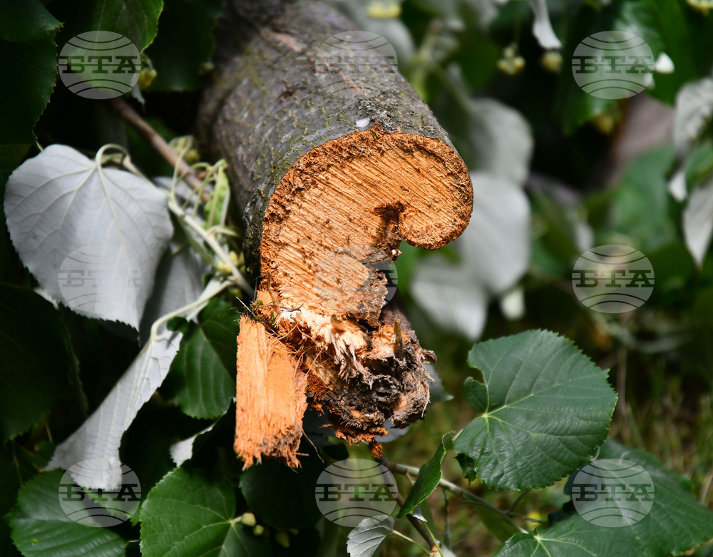 Исперих - дървета - вандализъм