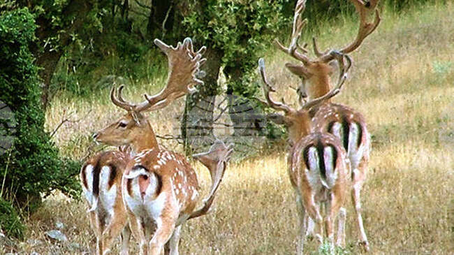 Бракониери са задържани за отстрелян благороден елен край ДЛС „Воден – Ири Хисар“
