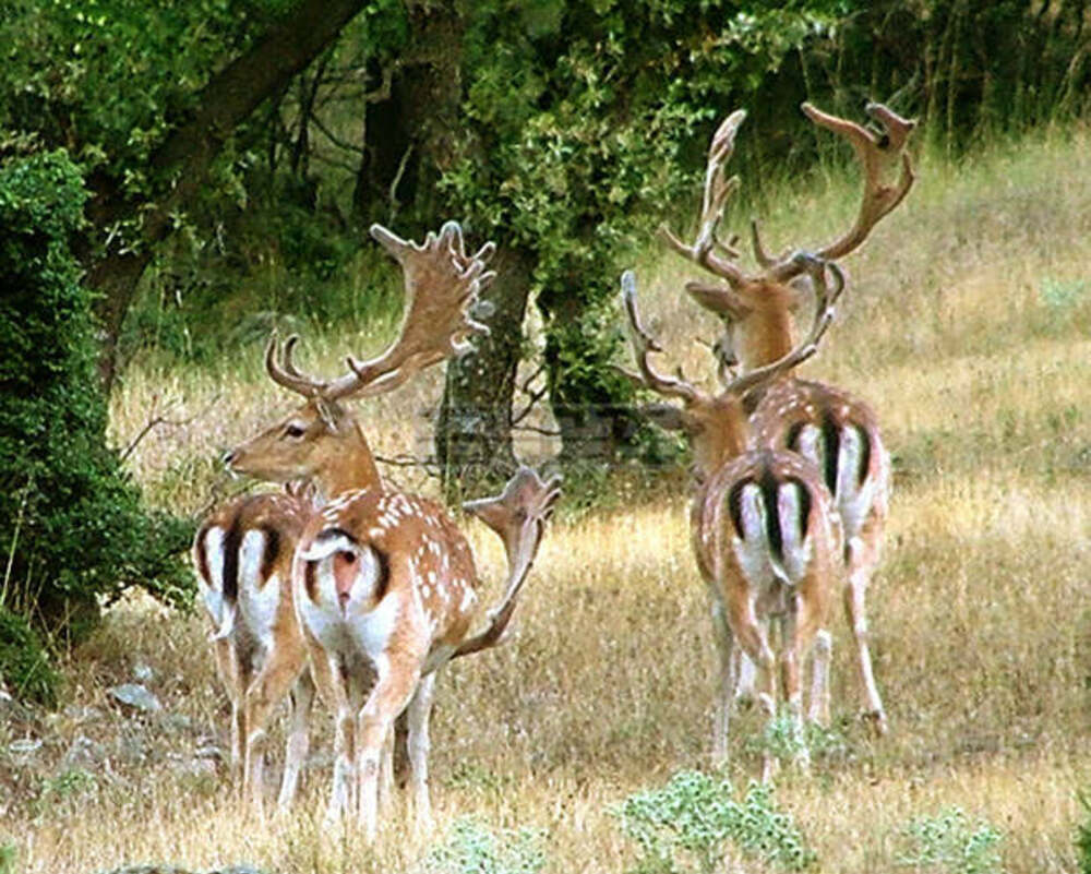 Red Deer Population Increases in Bolyarovo