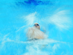 Hungary Swimming Worlds