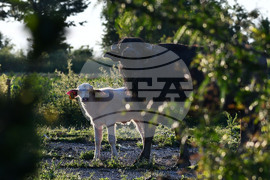 Село Владимировци - бяло биволче