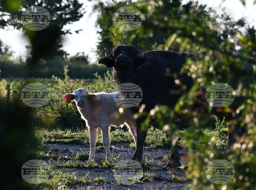 Село Владимировци - бяло биволче