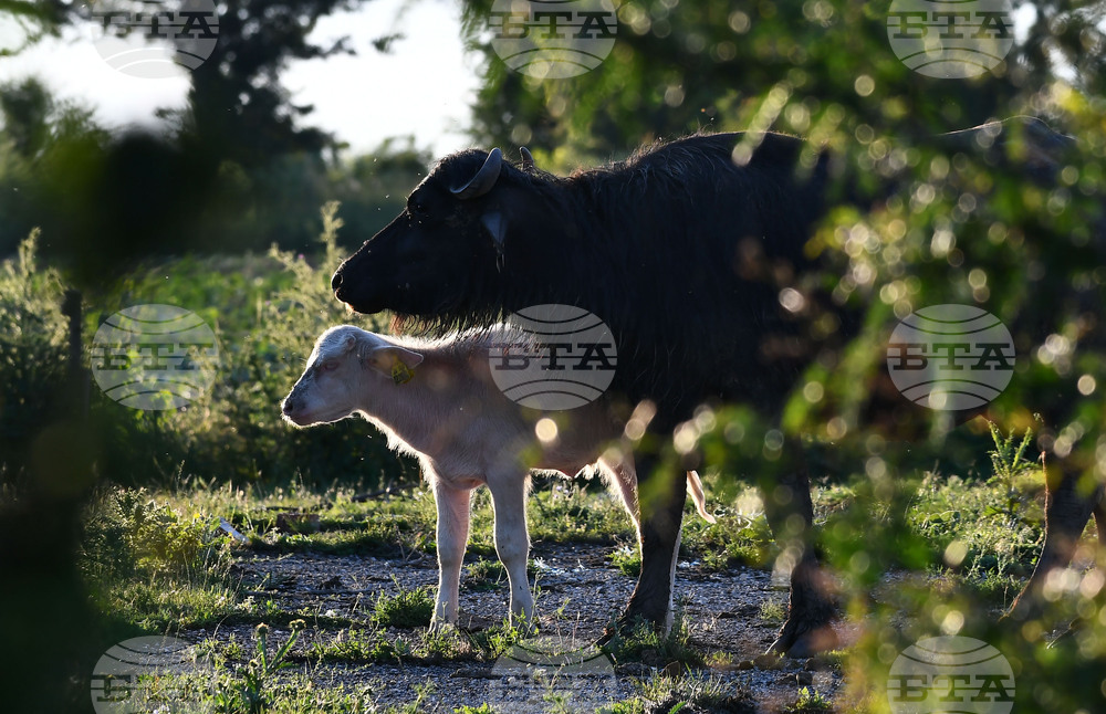 Село Владимировци - бяло биволче