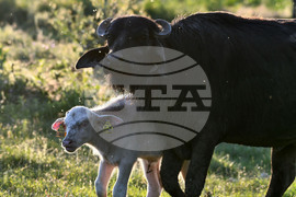 Село Владимировци - бяло биволче