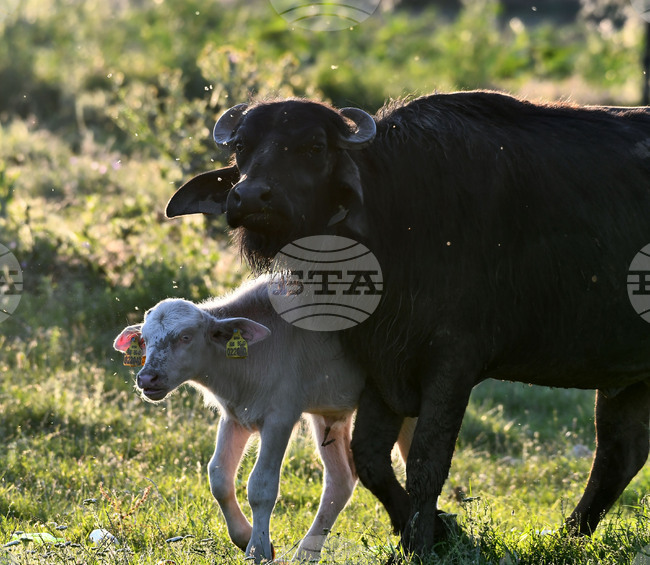 Забраниха транспортирането на животни в провинция Бранденбург, а зоологическите градини в Берлин са затворени след открито огнище на шап