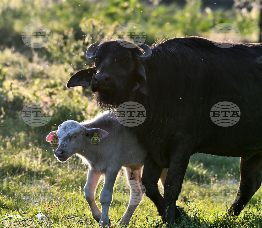 Село Владимировци - бяло биволче