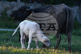 Село Владимировци - бяло биволче