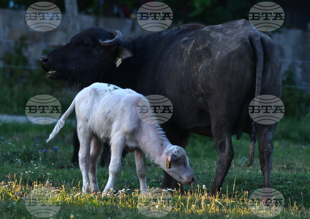 Село Владимировци - бяло биволче