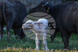 Село Владимировци - бяло биволче