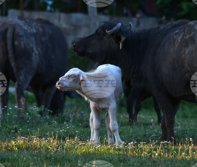  Село Владимировци - бяло биволче