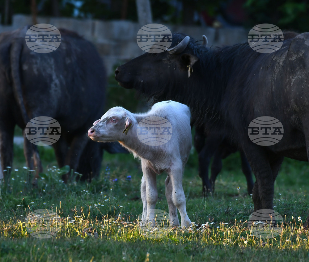 Село Владимировци - бяло биволче