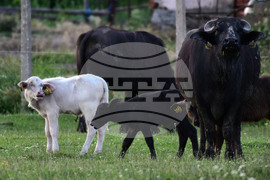 Село Владимировци - бяло биволче