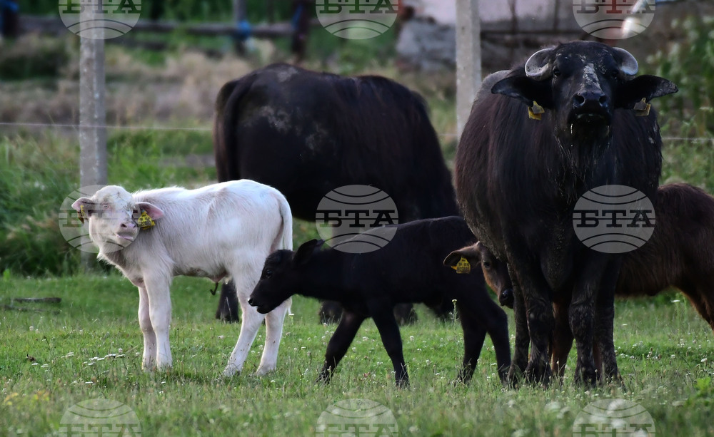 Село Владимировци - бяло биволче