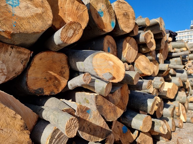 От 1 февруари ще започне набирането на заявки за дърва за огрев за следващия отоплителен сезон, съобщиха от Община Шумен
