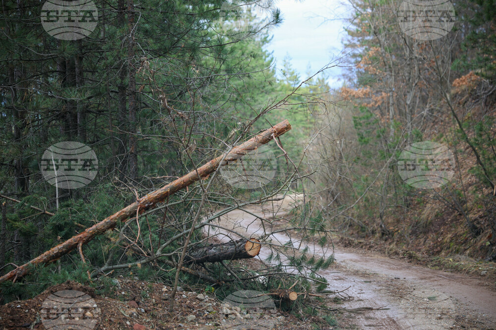 Forest Agency Carries Out 320,000-Plus Inspections in 2023