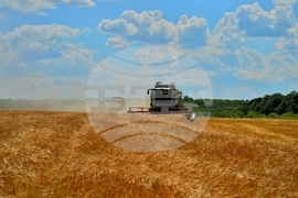 Село Малък Поровец - жътва