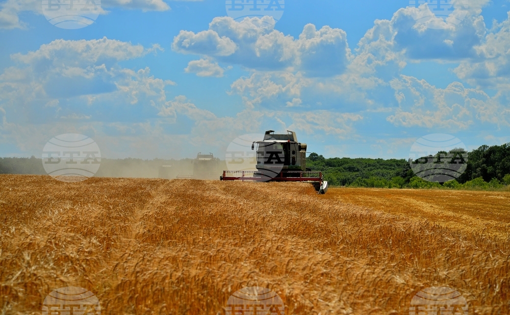 Село Малък Поровец - жътва
