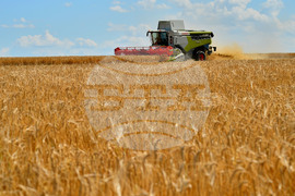 Село Малък Поровец - жътва