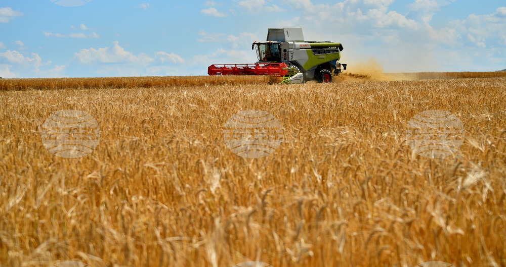 Село Малък Поровец - жътва