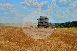 Село Малък Поровец - жътва