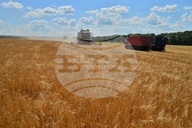 Село Малък Поровец - жътва