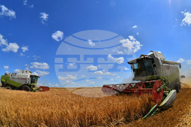 Село Малък Поровец - жътва