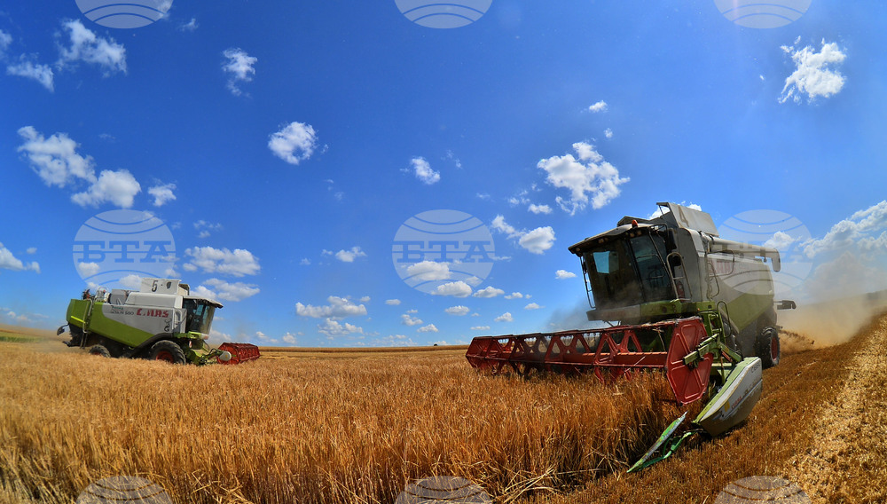 Село Малък Поровец - жътва