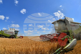 Село Малък Поровец - жътва