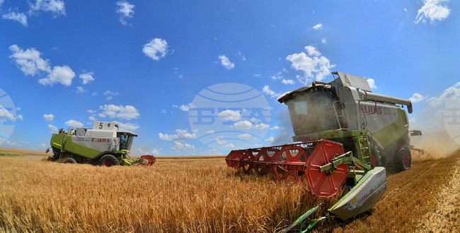 Село Малък Поровец - жътва