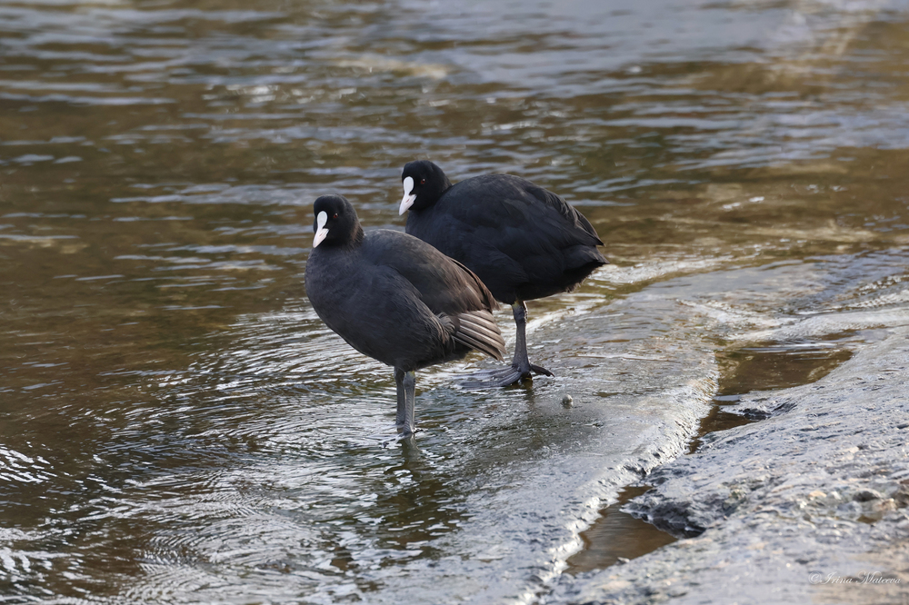 Българско дружество за защита на птиците: За 48-ма поредна година броим зимуващите водолюбиви птици в България