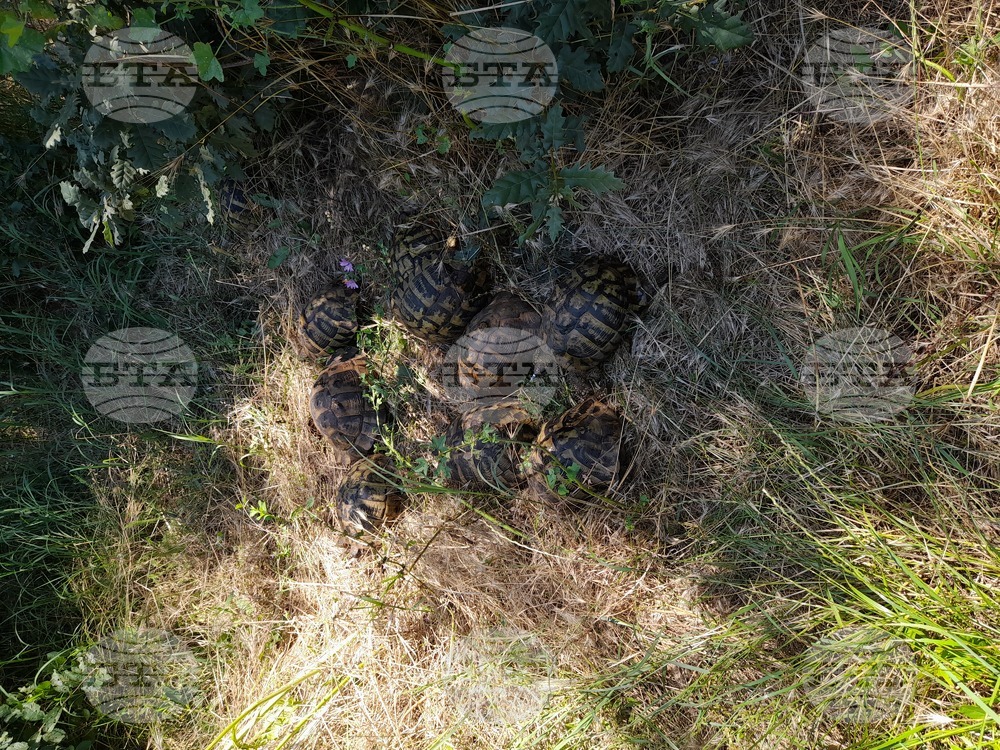 РИОСВ - Хасково освободи в естествена среда 10 костенурки, открити при полицейска акция в Харманли
