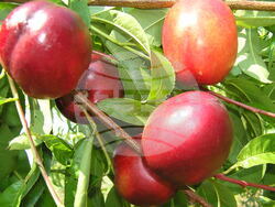 учен - нектарина - снимка: Личен архив на проф. д-р Аргир Живондов 