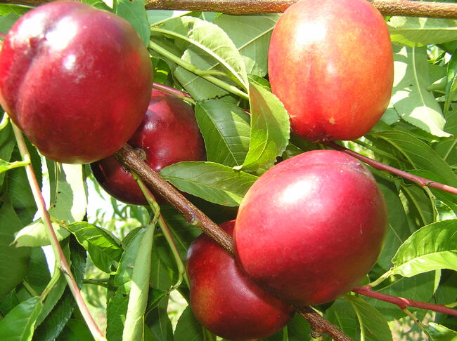 Всички трайни насаждения в страната се нуждаят от доста по-големи субсидии, за да има на трапезата ни български продукти