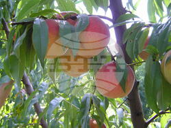 Евмолпия - праскова: Личен архив на проф. Аргир Живондов