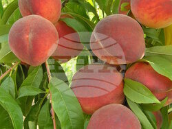 Праскова - Ласкава. Личен архив на проф. Аргир Живондов