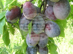 Слива - Стендесто. Личен архив на проф. Аргир Живондов