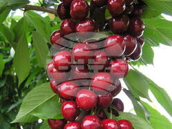 Череша - Косара. Личен архив на проф. Аргир Живондов