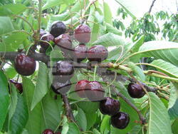 Череша - Тракийска хрущялка. Личен архив на проф. Аргир Живондов