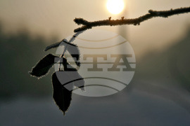 Зимно утро в Борисовата градина