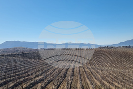 Мелник - лозя