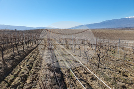 Мелник - лозя