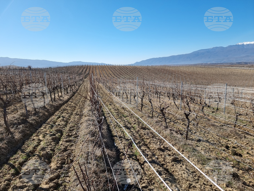 Мелник - лозя