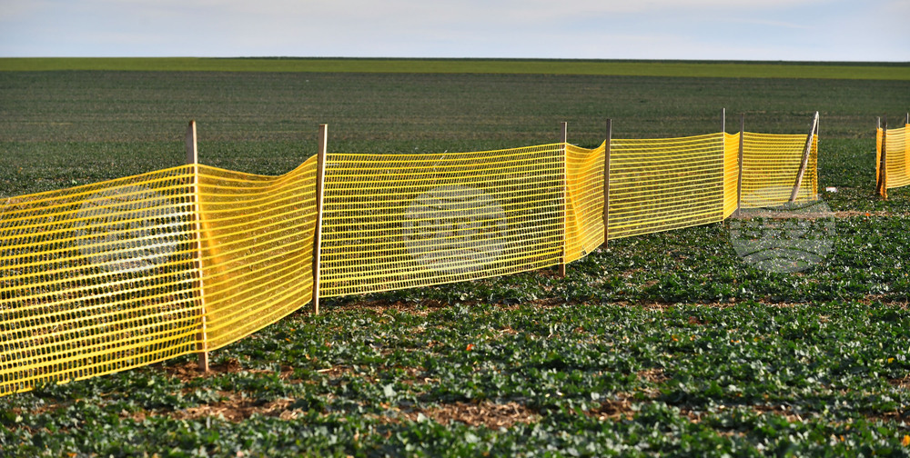 Село Ясеновец - снегозащита