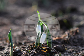 Исперих - кокичета