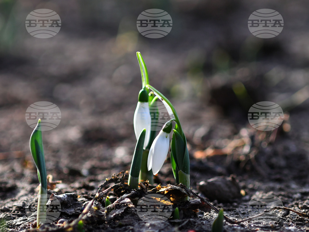 Исперих - кокичета