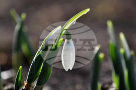 Исперих - кокичета