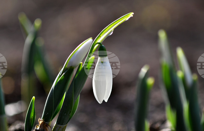 Исперих - кокичета